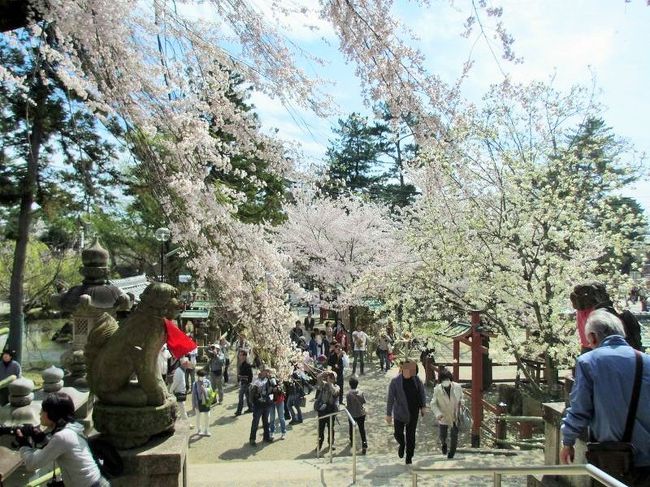 風が吹いた瞬間なんですけど、狛犬さんの前掛けが、風でなびいてるのがわかりますか？<br />桜の枝もかなり右側に流されてます。<br />（無風だと真下に垂れ下ってる）