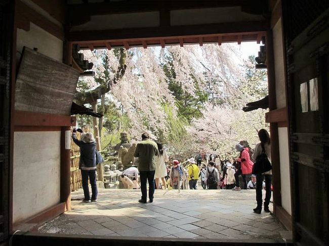 拝殿（四御門）側から見るとこんな感じ。<br />やっぱり風で、桜が右へ流されてます(^-^;