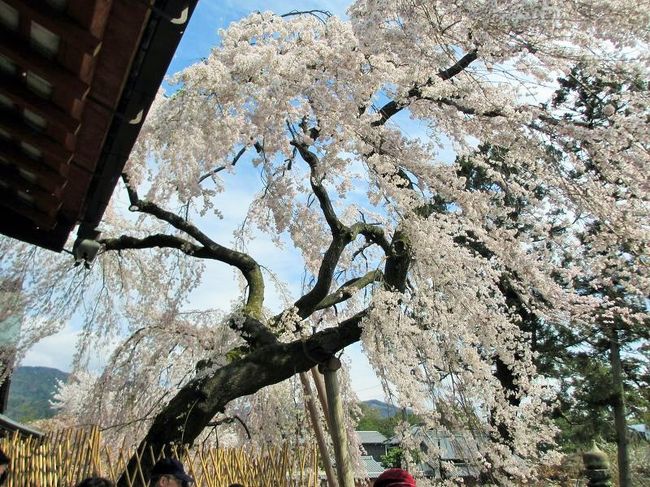 大きなカメラを持った人がいる場所でまねっこ。<br />でも、きっと違うんだろうな(笑)