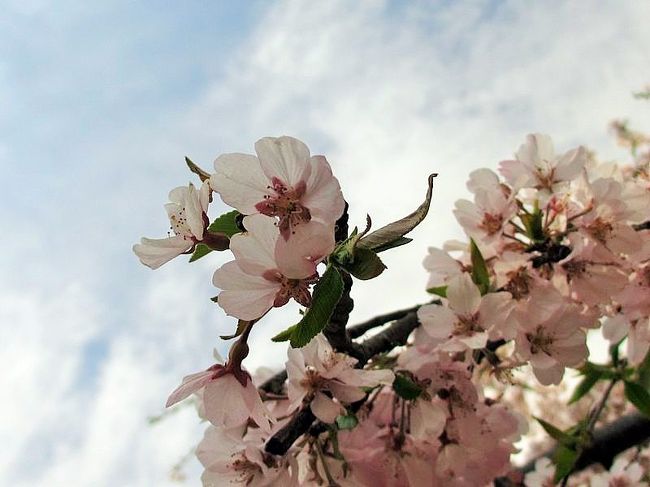 しばらくすると、コンタクトレンズに砂埃が入ったようで、目を開けてるのが辛い状態に>_<<br />日の当たる方向で背の高さより低い位置の花があまり無くて、投げやりに撮った1枚(苦笑)<br />早く目を何とかしたかったんです>_<