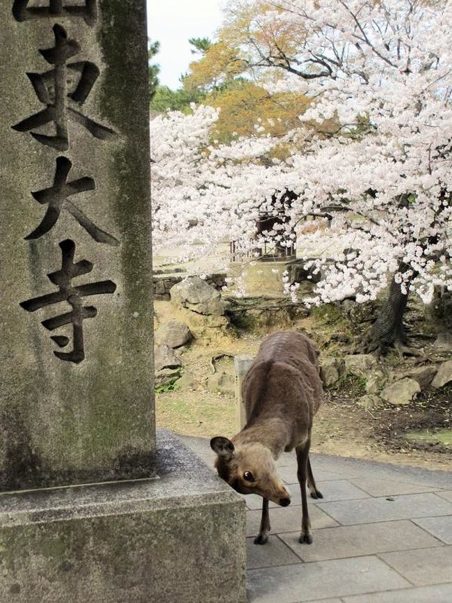 お腹いっぱいになった私たちは、駐車時間ギリギリまで東大寺を散策することに。<br /><br />参道は人と鹿でごった返していました(笑)<br />そこで、人だかりがあったので近寄ってみると、鹿さんと桜が撮れるポイント〜。<br />しかも、頭が痒いらしく、ものすごい形相でスリスリしてました(^-^;