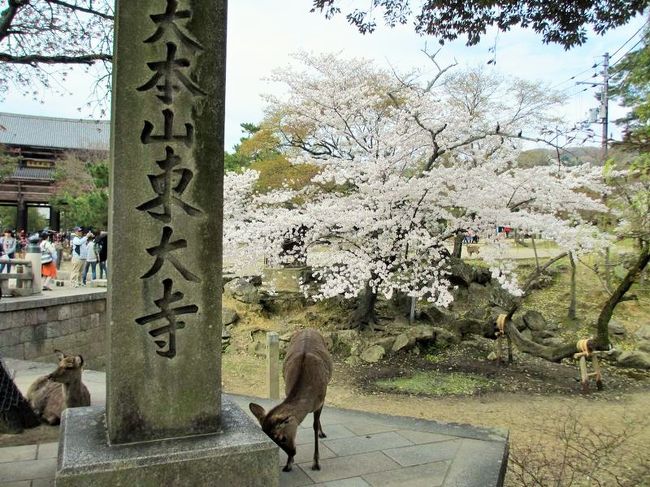 引きで撮るとこんな感じ。<br />実は左側の鹿さんも大人気！<br /><br />ちなみに、左奥は南大門です。