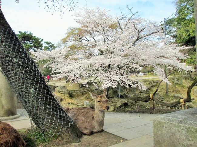 ということで、私も左側の鹿さんにアタック♪<br />う〜ん、おねむ〜。<br />しかも、まだ左側にも鹿さんが写ってます。