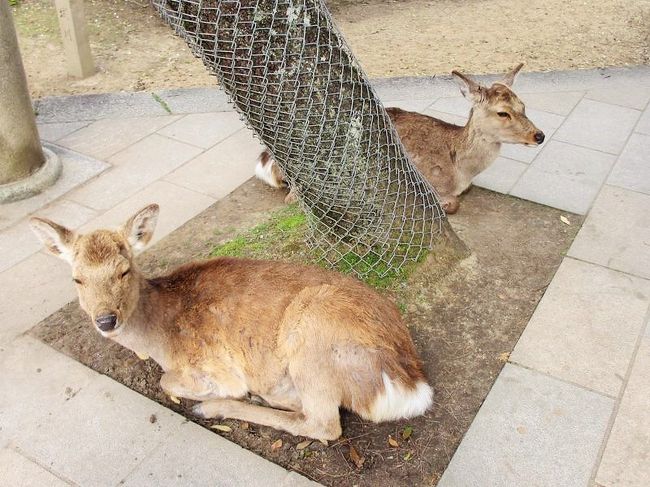 実は、こんな感じでウトウトする２頭だったんです。<br />癒されるわ〜(*´▽｀*)