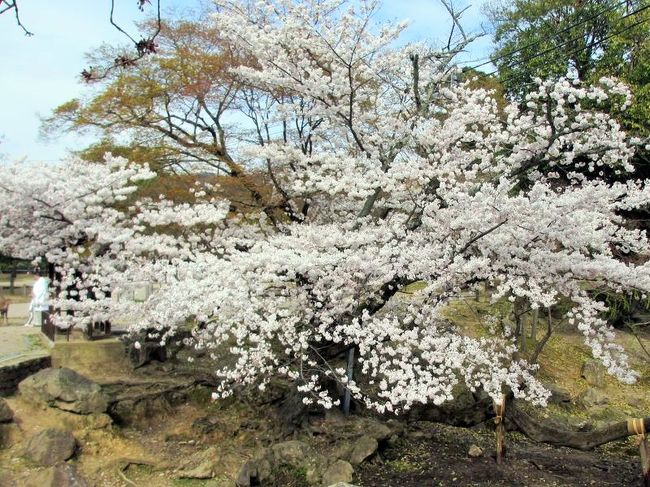 その先にも満開の桜。<br />こちらも手前に人がいっぱいいて撮影大会のようでした(笑)