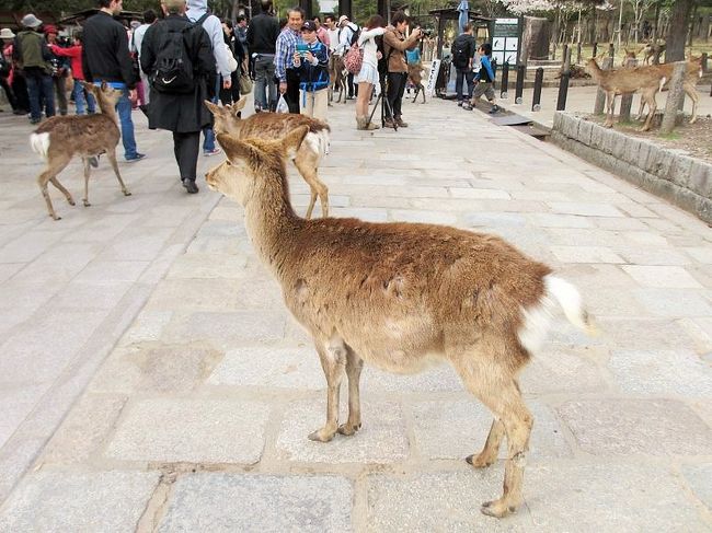 お腹が大きな鹿さんを発見。<br />来月ぐらいには元気な赤ちゃんを産んでね〜。
