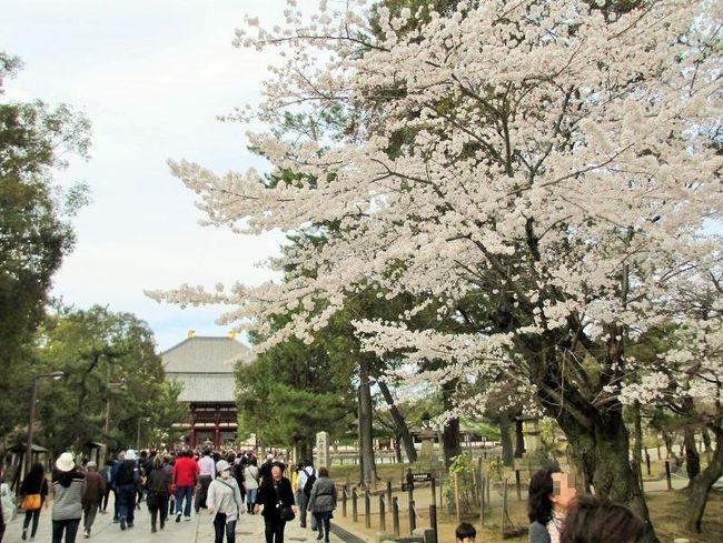 南大門もツアー客でいっぱいだったので、右側から迂回し、参道へ。<br />大仏殿の屋根が見えてきたところで、満開の桜が。<br />空が白いのでイマイチですね〜。