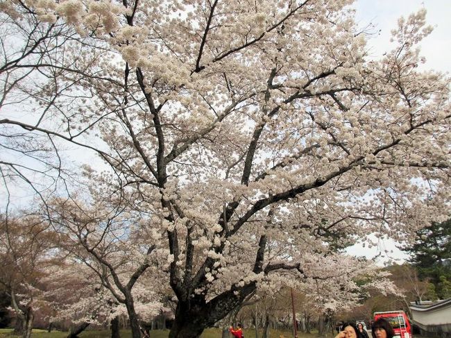 さらに歩いていくと、桜が♪<br />でも、この樹より向こうにはあんまり咲いてる樹がなかったんですよね、結局(^-^;<br />まだ早かったのかな？