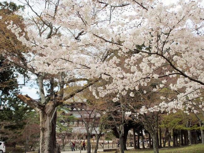 空の色も微妙なので、何を撮っても…という感じだったんですけど、このアングルから狙ってたおじさんがいたので、マネしてみると、向こうに大仏殿が見えてるのね〜。