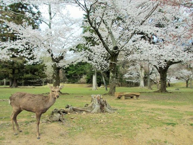 あとは、やっぱり鹿さんを入れたくなるんです(^^ゞ