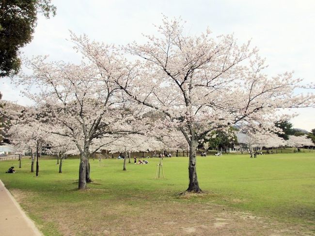 さらに奥へ行くと、こうして開けた場所へ出るのですが、端っこにだけ桜が植わってました。<br />ここを右のほうへ行くと、夏に燈花会をやってた場所なんです。<br /><br />燈花会の様子は↓<br />http://4travel.jp/travelogue/10799319