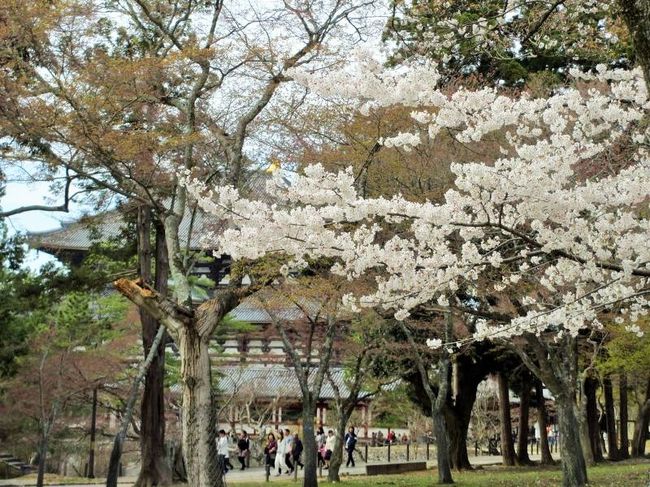 これ以上奥へ進む時間は無いので、桜越しの大仏殿をもう一度見てから帰りましょう〜。