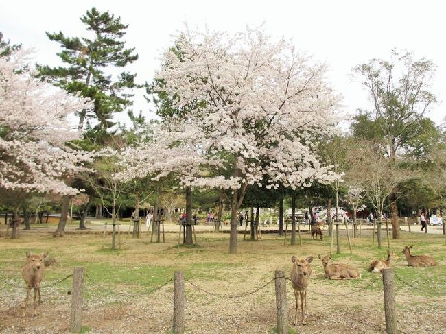 鹿と桜はやっぱり気になる。。。
