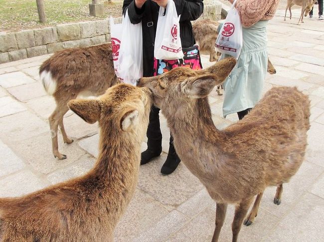 というのは嘘で、私が気になるのは鹿さんだけです(笑)<br />仲良しな鹿たちの様子にメロメロな私〜。<br />後ろに写ってる人もスマホで撮影されてましたよ。