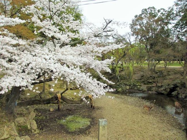 行きにも撮った桜なんですが（というか、桜の本数があまりない）、右側の川に入ってる鹿をみっけ〜。