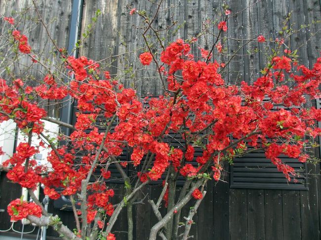 せわしない花見でしたが、無事に駐車場まで戻れました(^-^;<br />そこで見つけたのが、私の知らない花。。。