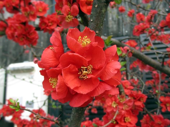 鮮やかな色で目立っていましたけど、何の花かな？？