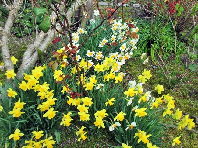 柵の向こうには、水仙も♪<br />色味のある花は撮りやすいですね(笑)