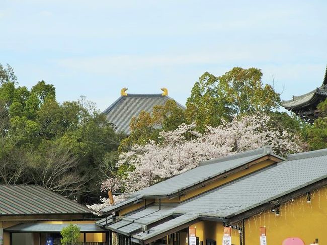 駐車場からも大仏殿の屋根が見えるんです。