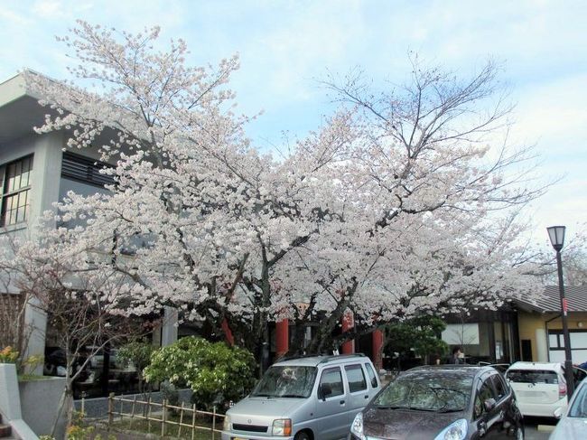 私が停めてた場所からもきれいな桜が♪<br /><br />桜の樹の後ろの店は、以前、私が葛のデザートを食べたお店。<br />葛パフェを食べた時の様子は↓<br />http://4travel.jp/travelogue/10789099<br /><br />結局、翌日（4/3）は雨が降りませんでした(笑)