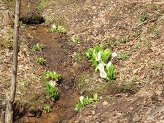 次に来たのは雪国植物園です

入り口で、今雪割草の一番の
群生の場所を教えて頂きました