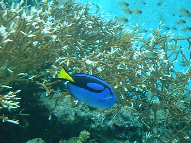 綺麗な色のお魚がいっぱい！