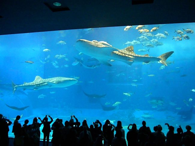 大きな水槽は圧巻！