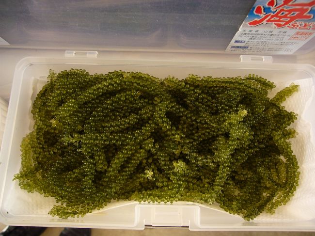 海ブドウも大好き！