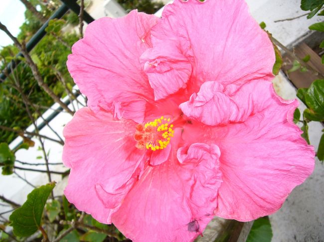 敷地内に鮮やかなお花が咲いています