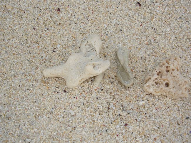 貝殻などが落ちています