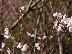 勾当台公園を通りぬけます。

勾当台公園の木々は、まだ葉の芽吹きもなく、花をつける木々もまだ蕾のものばかりで・・・。

小さな桜が少しだけ咲いていました。これもソメイヨシノではなさそうです。