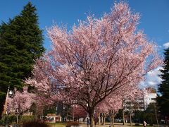 勾当台公園から、定禅寺通りを少し東に行き、渡ったところにある錦町公園に、コヒガンザクラが開花していました。

定禅寺通りを歩いていくと、ソメイヨシノよりもやや強めのピンク色をした木々が見えてきました。

この正面の樹が一番大きくて、お花もたくさん開いていました。