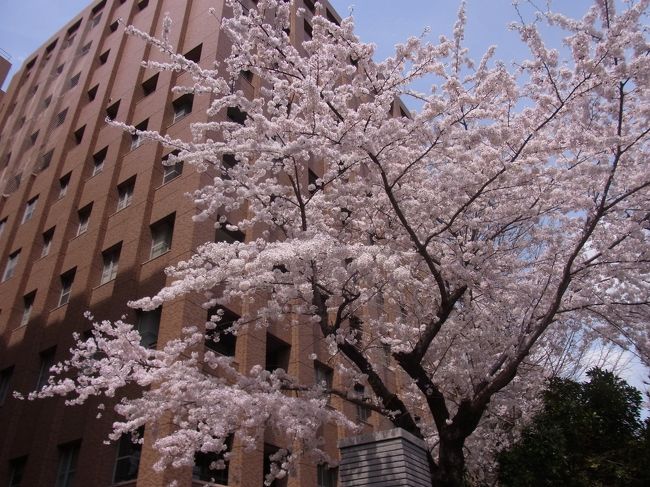 14年 満開の桜を見に行こう 桜の穴場的名所 小石川植物園 小川軒のハンバーグランチ 大塚 巣鴨 駒込 東京 の旅行記 ブログ By Milkさん フォートラベル