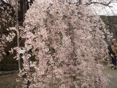 一の橋・大手門を通るとたくさんの桜が咲き乱れていました。
しだれ桜
