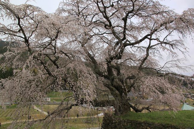 又兵衛桜を反対側から見るとこんな感じです。<br />こちら側から見ると枝ぶりも良く、とても大きく見えます。<br />これで晴れていたらもっときれいなのに、本当に残念です。