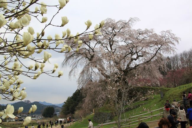 そばには、大きな木蓮の花も咲いています。