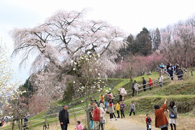 桃、木蓮、又兵衛桜の花の共演です。<br />とてもきれいです。