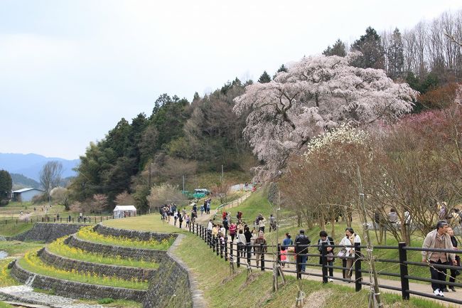 又兵衛桜の前には小川が流れており、堤の段々には菜の花が植えられています。