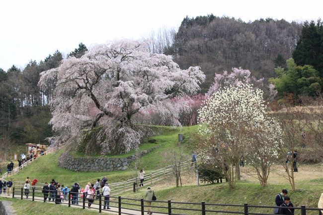 対岸から見た又兵衛桜と木蓮の花です。<br />満開でとてもきれいです。