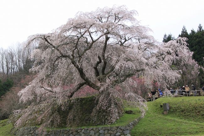 対岸から望遠で撮った又兵衛桜です。<br />満開でとてもきれいです。