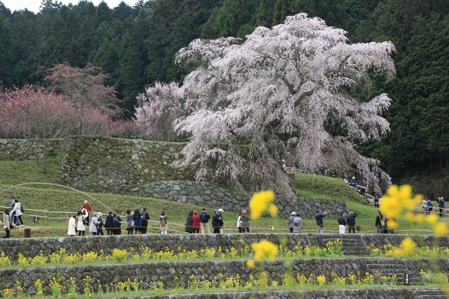 手前に植えられている菜の花と一緒に撮りました。<br />又兵衛桜とは、大坂夏の陣で活躍した後藤又兵衛にちなんで名づけられたそうで、伝説では、夏の陣で落ち延びて、ここで僧侶として余生を過ごしたともいわれているそうです。