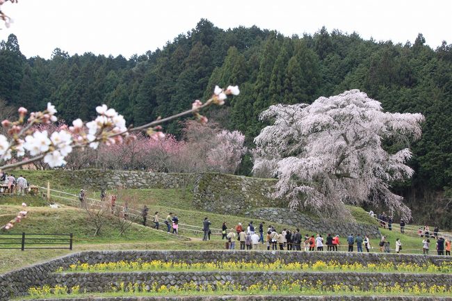 ついでに手前に咲いていた桜と一緒に撮ってみました。
