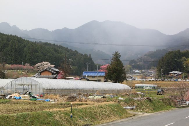 徒歩で又兵衛桜まで移動します。<br />この写真のようにのどかな風景が続きます。