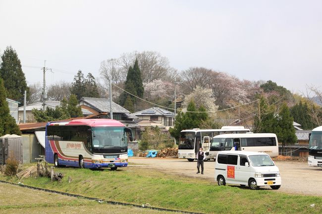 今回のツアーは、明石を7時30分出発。<br />途中、垂水と名谷に立ち寄り、高速を乗り継ぎ、10時30分に奈良県宇陀市の又兵衛桜の駐車場に到着。<br />駐車場は、又兵衛桜より離れており、そこから徒歩で約10程度歩きます。<br />私たちが乗ったバスは、左側のあすなろバスです。