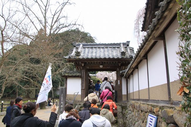 大野寺の入り口まで添乗員さんの旗にしたがってついていきます。<br />ここで４００円の拝観料を支払います。