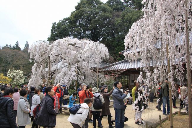 境内に入ると、手前と向こう側に樹齢３００年の小糸しだれ桜が咲いています。<br />どちらも満開でとてもきれいです。