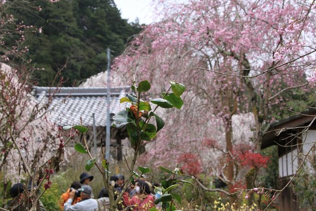 境内には、枝垂桜以外にもいろいろな花が咲いていてとてもきれいです。