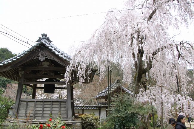 鐘楼としだれ桜です。<br />結構絵になります。