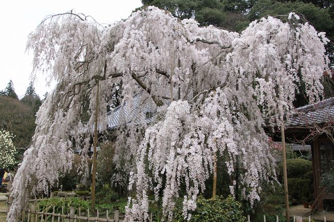 観光客が少なくなったころを見計らって撮った写真です。<br />とても立派なしだれ桜です。