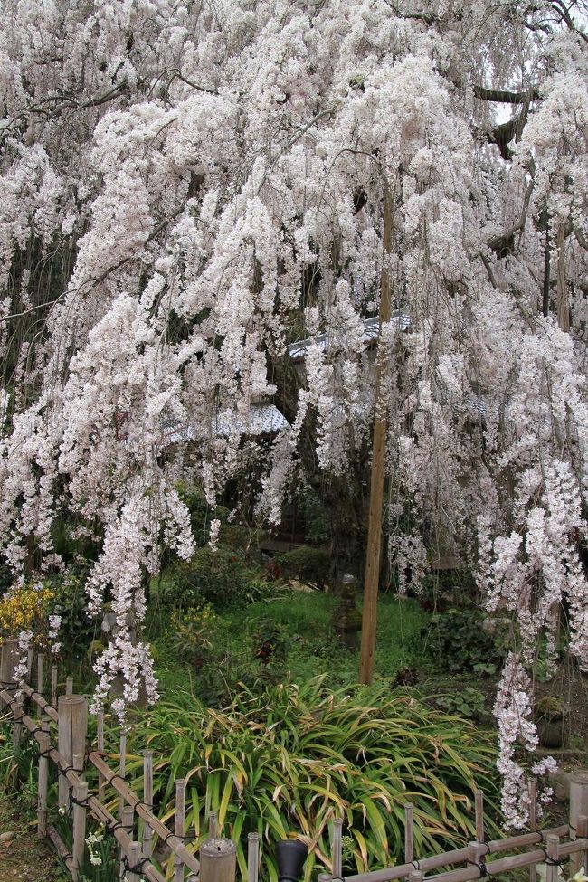 しだれ桜をアップするとこんな感じです。<br />枝の先端まで花が咲いており、満開です。<br />とってもきれいです。